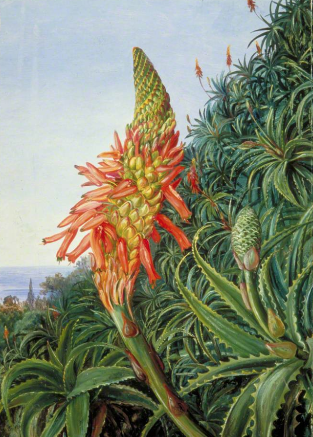  1875. urtean Tenerifen egindako ilustrazioa. Aloe Vera landarea loretan.