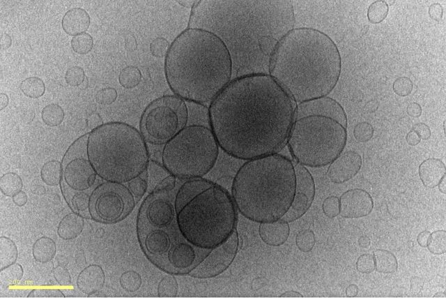  Gantz-azidoek uretan sortzen dituzten egitura supramolekularren irudi bat, cryo-TEM mikroskopia-teknika erabiliz egindakoa (Adela Rendón, CIC BioGUNErekin elkarlanean).