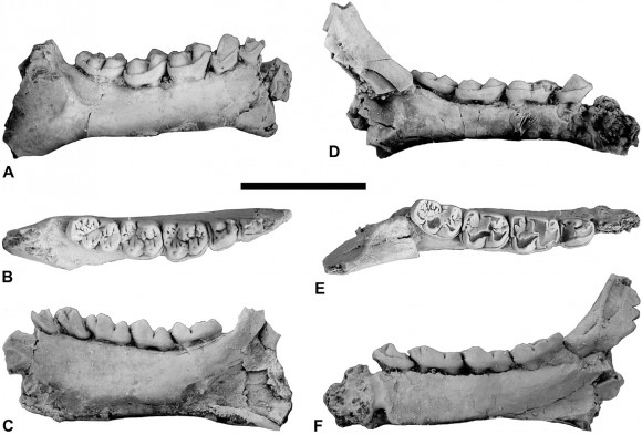 Microchoerus primatearen aztarna fosilak (masailezurrak)