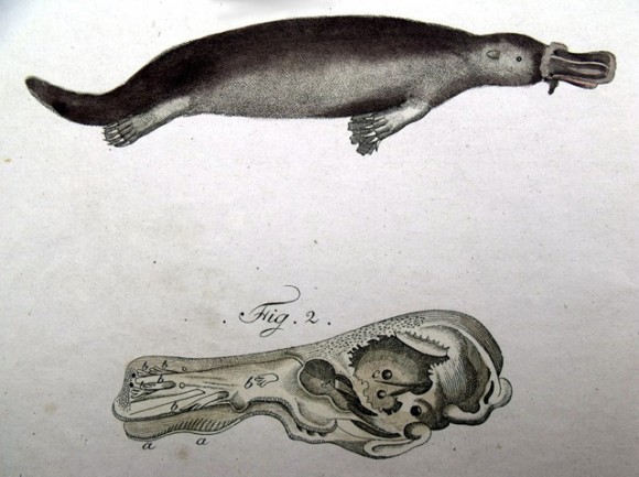 Ornitorrinko baten irudia, 1798-1830 tartean egina. Irudia: Biderbuch fur Kider, J.F. Bertuch.