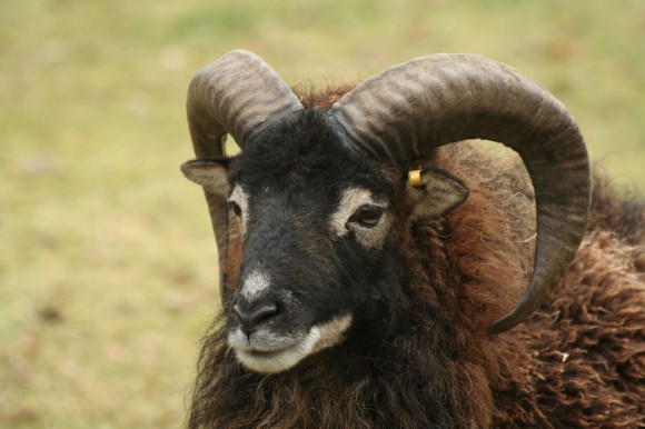 Soay-sheep-arjecahn