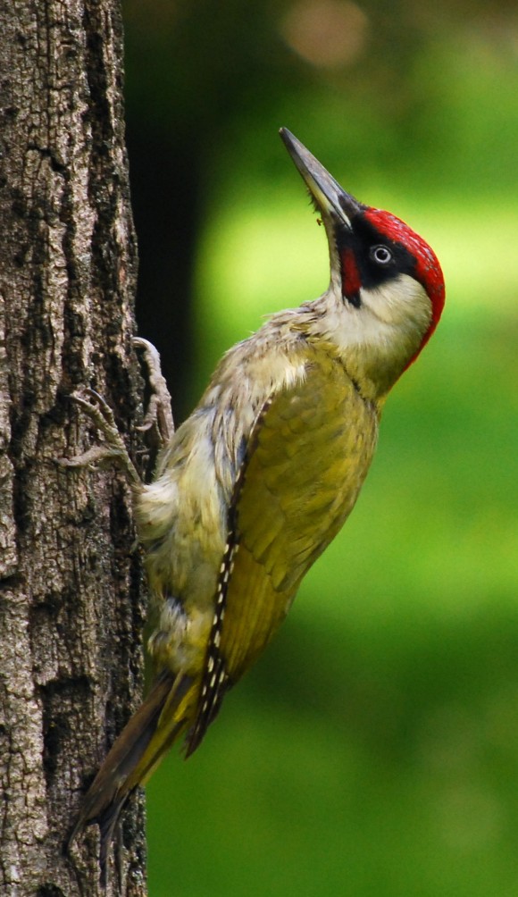 Okil_berdea_wikipedia_Carol_Park_green_woodpecker_crop