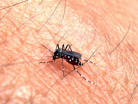 2. irudia: Aedes generoko eltxo bat. (Argazkia: John Ragai / CC BY 2.0)