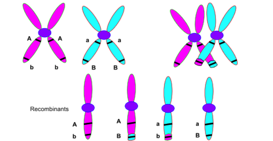 Genetikaren ibilbidea (III): Kromosomen sekretuak argitzen