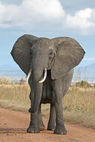 1. irudia: Elefanteek bere burua ezagutzen dute ispiluan. (Argazkia: Muhammad Mahdi Karim / Wikimedia Commons)