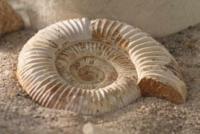 asteon zientzia begi-bistan #70 Ammonit_-_Wüstenhaus