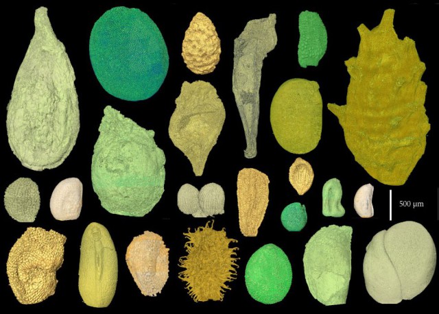 Irudia: Ikerketa honetan aztergai izan dituzten fosiletako batzuk.(Argazkia: Suediako Historia Naturalaren Museoa)