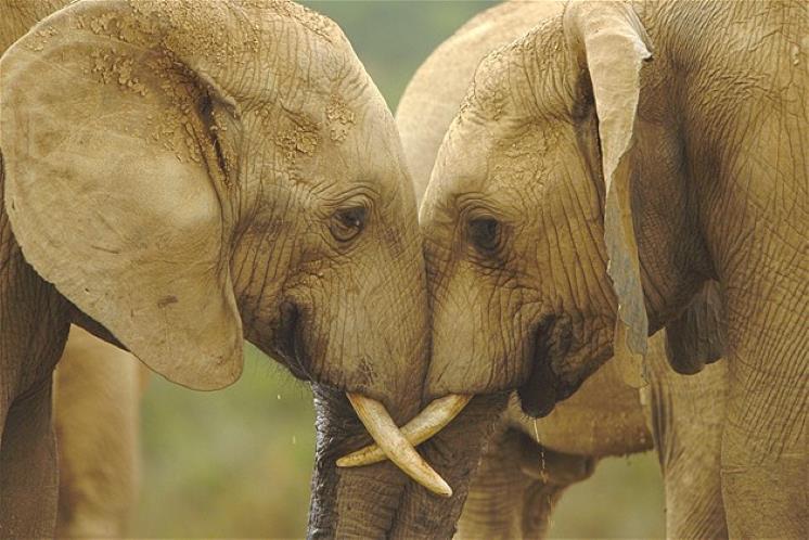 Elefantearen belarriak