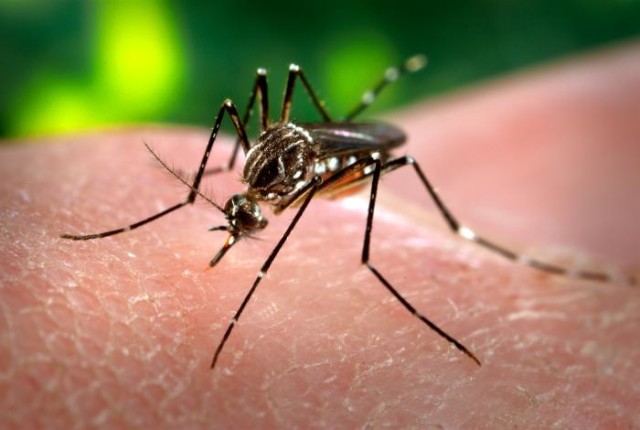 1. irudia: Dengea zein zika transmititzen ditu Aedes aegypti eltxoak. (Argazkia: James Gathany / Wikimedia Commons)