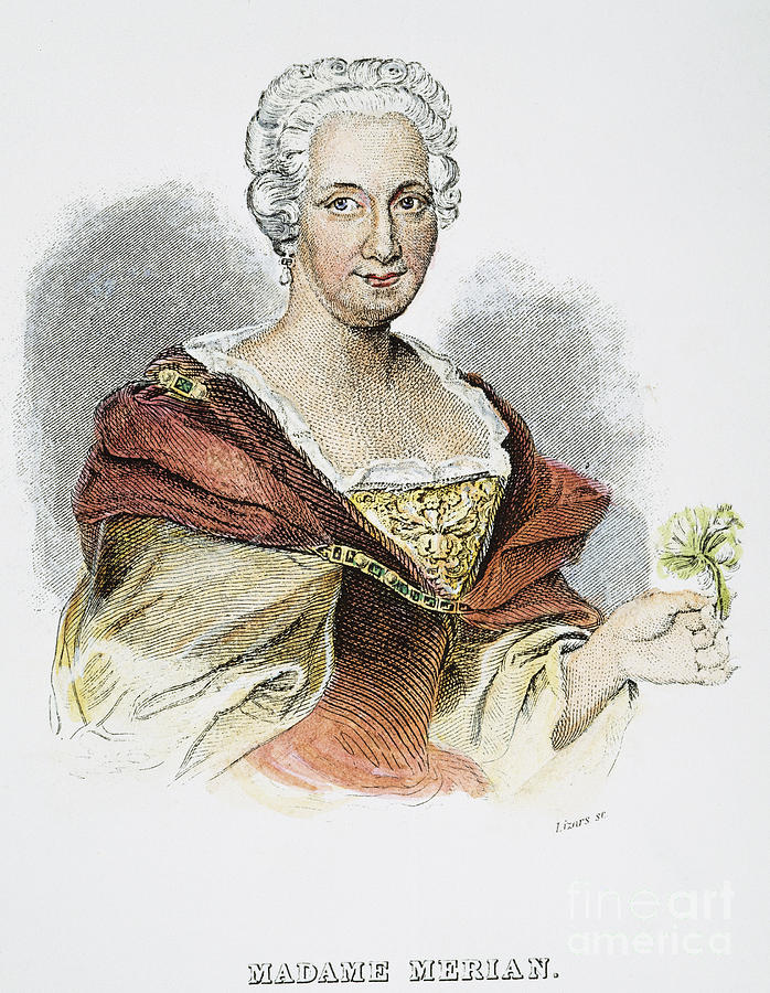 Maria Sibylla Merian 1647 1717 Deabruaren Piztiak Irudikatu Zituen maria-sibylla-merian-1647-1717-deabruaren-piztiak-irudikatu-zituen