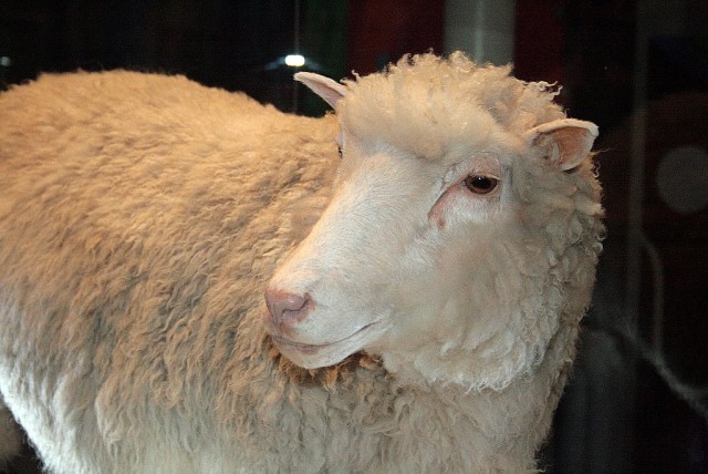 1. irudia: Dolly ardia, klonatutako lehen ugaztuna. 1996. urtean jaio zen eta hilda gero haren Eskoziako Errege Museoan dago erakusgai.