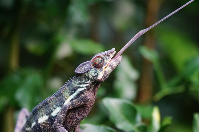 chameleon-1154457_1280