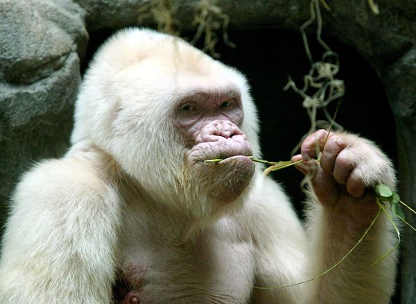 2. irudia: Copito de Nieve gorila albinoa zen.