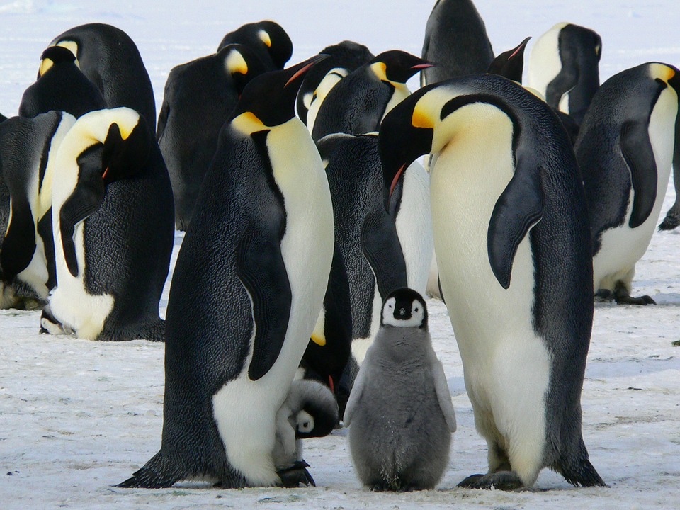Pinguino Enperadorearen Bizitza Harrigarria Zientzia Kaiera pinguino-enperadorearen-bizitza-harrigarria-zientzia-kaiera