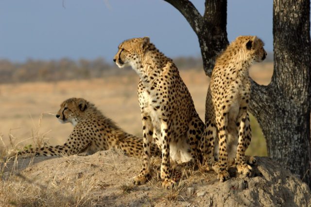 1. irudia: Gaur egun 7.100 gepardo inguru geratzen dira. (Argazkia: James Temple / Flickr / CC BY 2.0)