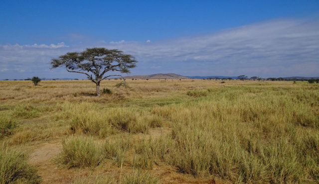 2. irudia: Serengeti Parke Nazionalean 340 gepardo inguru bizi dira, baina eremuak babestea ez da aski. (Argazkia: Bjørn Christian Tørrissen / CC BY-SA 3.0)
