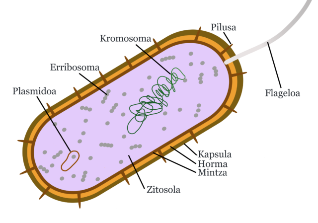 Bakterioaren organuluak
