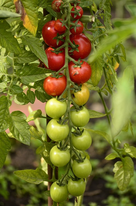 Laborategiko teknologia tomateen heltze puntua antzemateko