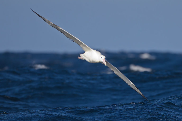 Diomedes eta albatrosak