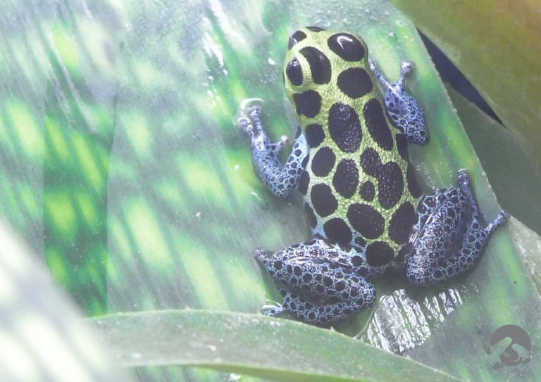 Monogamia urlehortarra