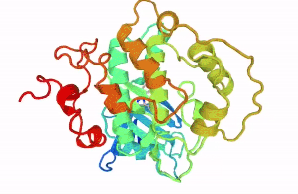 AlphaFold 2: proteinen forma aurresaten duen algoritmoa