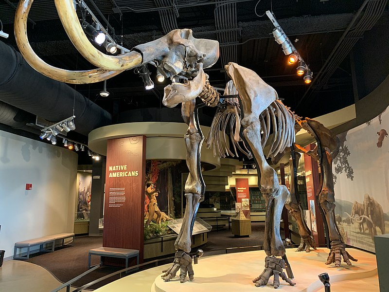 mamut-espezie