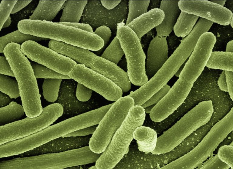 Tokian tokiko jarduera: bakteriofagoak bakterio erresistentziaren aurka
