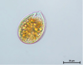 Euskal kostaldeko fitoplanktona bibalbioen akuikulturan