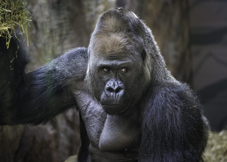 Gorilen eta txinpantzeen arteko liskarrak behatu dituzte aurrenekoz