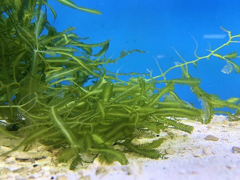 Caulerpa algen inbasioa