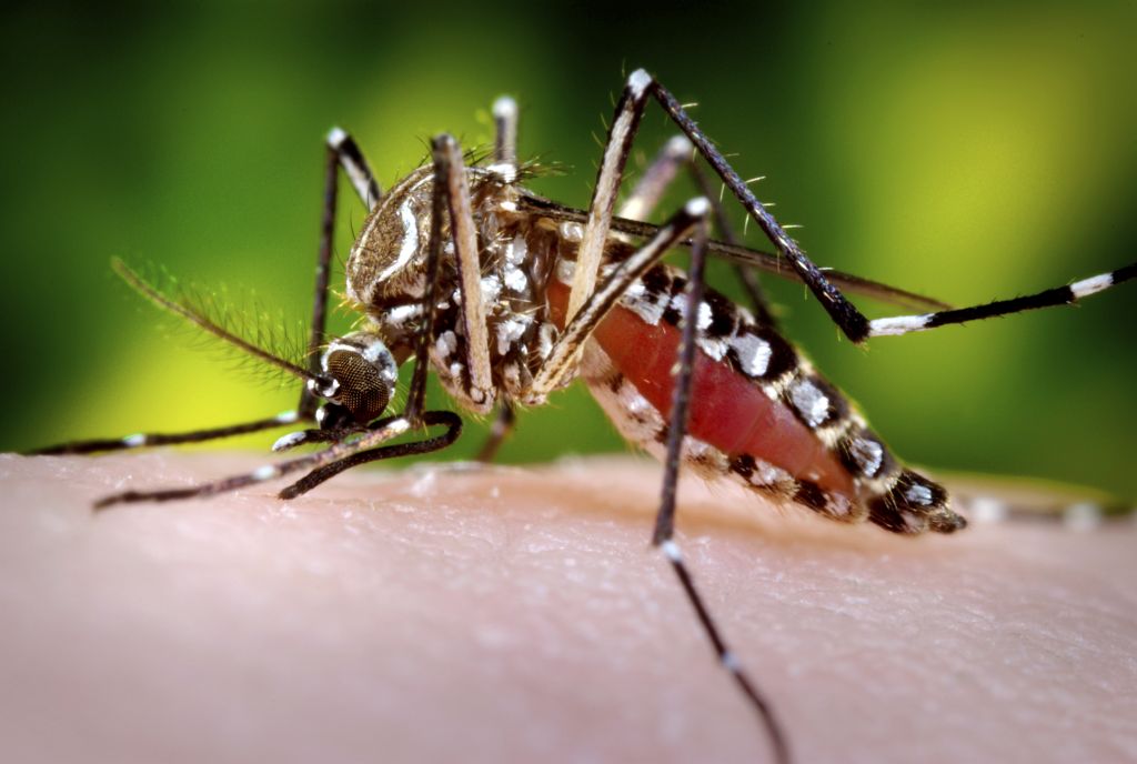 Aedes aegypti eltxo