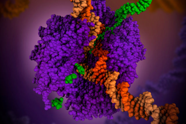 RNA mezularia