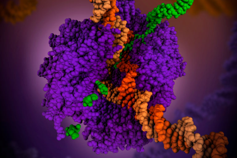 Funtzio bikoitza duen RNA mezularia aurkitu dute
