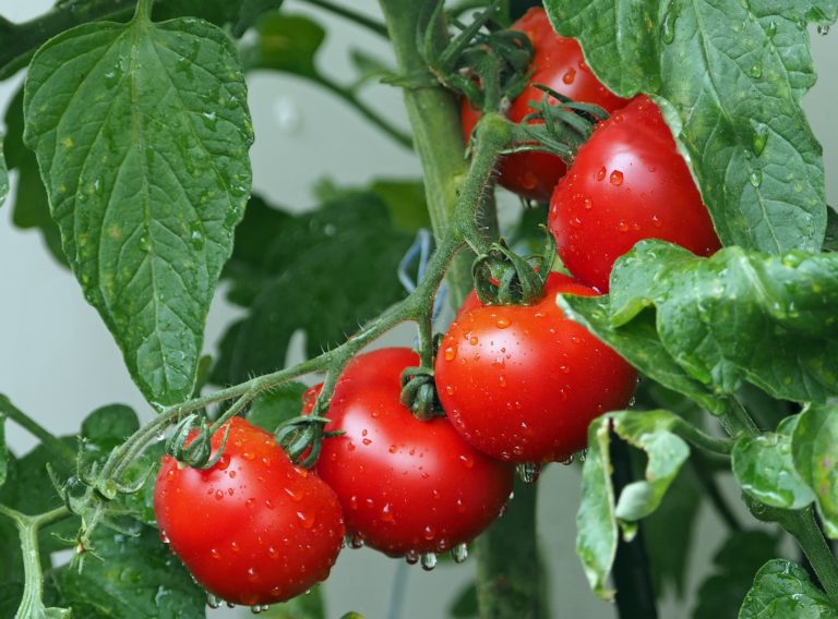 Errezeta egiteko osagaiak: tomatea (II)