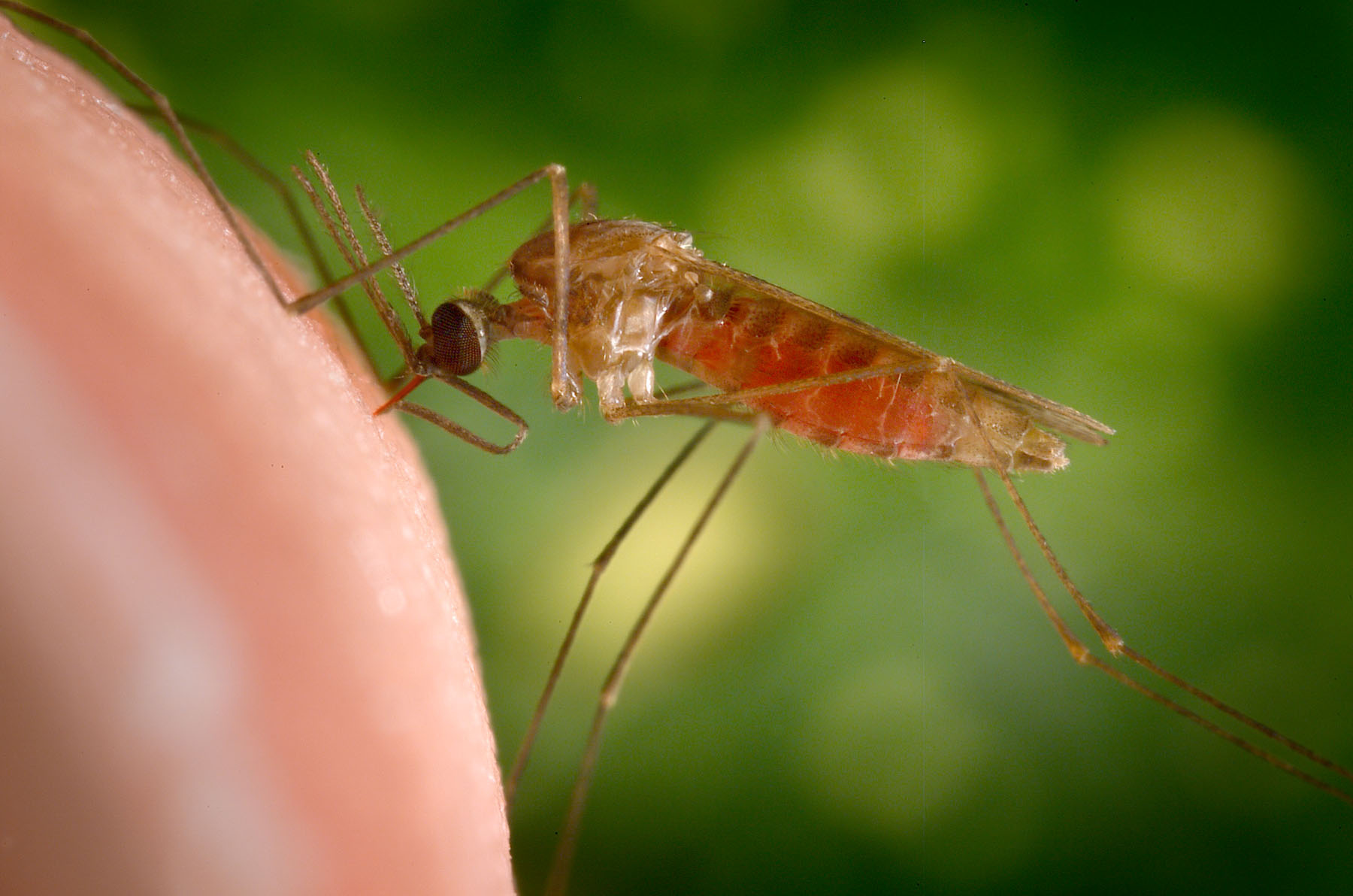 Комар малярийный комар членистоногие двукрылые. Малярийный комар. Малярийный Москит. Анофелес малярийный. Малярийных комаров.