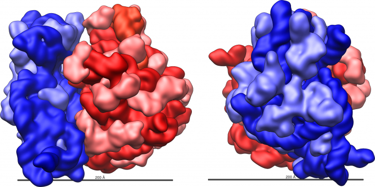 Proteinen tolestura tunel erribosomikoan