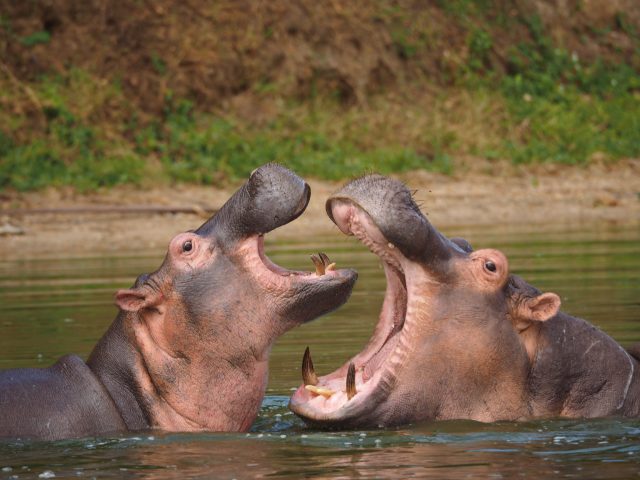 hipopotamoak