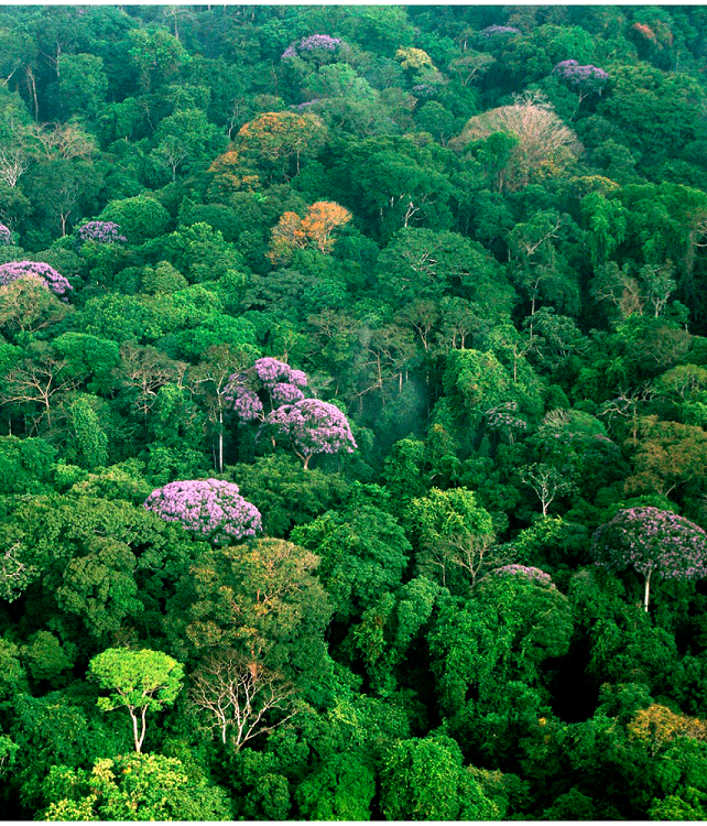 ‘Espezieen aldarapenak’ biodibertsitate handia ahalbidetzen du zuhaitz tropikaletan