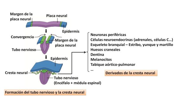 Gandor neuralaren