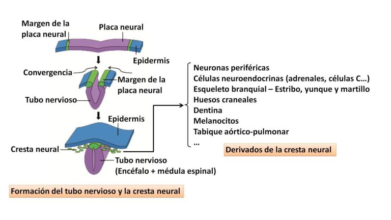 Gandor neuralaren jatorria