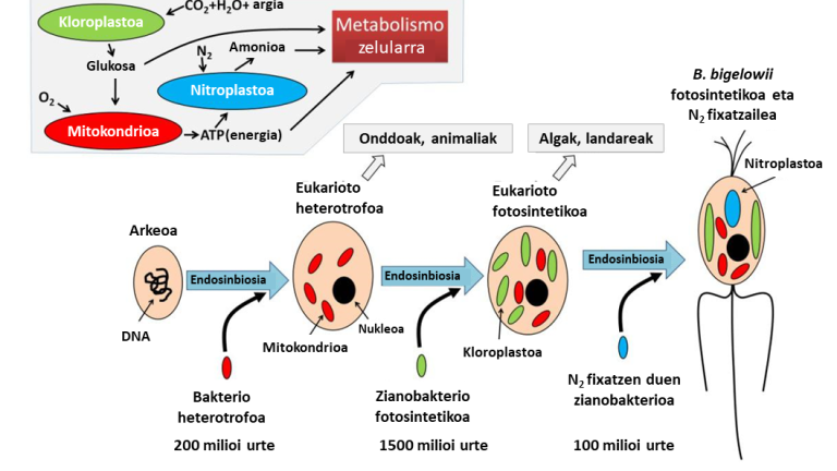 Nitroplastoa, endosinbiosi bidez sortutako organulu berria