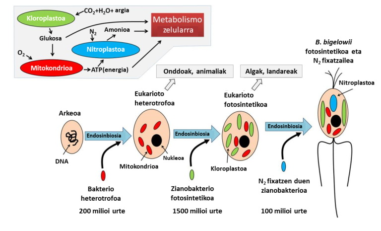 Nitroplastoa, endosinbiosi bidez sortutako organulu berria