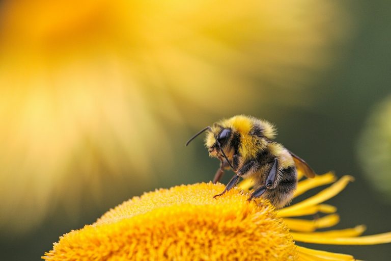 Intsektuek eta beste animalia batzuek badute kontzientzia