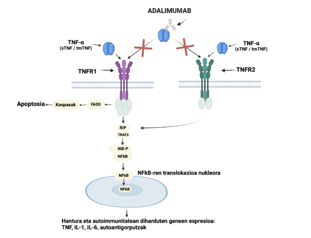 Adalimumab