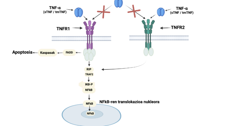 Adalimumab artritis erreumatoidearen tratamendurako: azken urteetako ikasketak