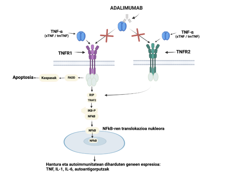 Adalimumab artritis erreumatoidearen tratamendurako: azken urteetako ikasketak