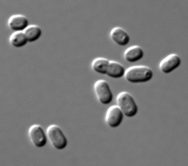 zirkadianoa