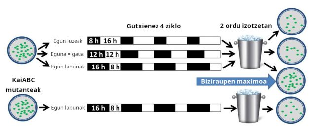 zirkadianoa