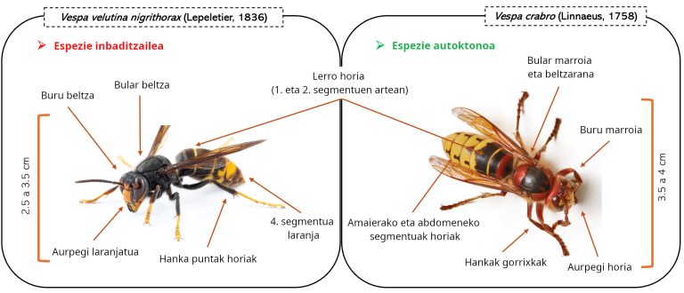 Liztor asiarraren aurkako jakiak hobetzeko estrategia berria