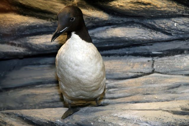 pinguinoek